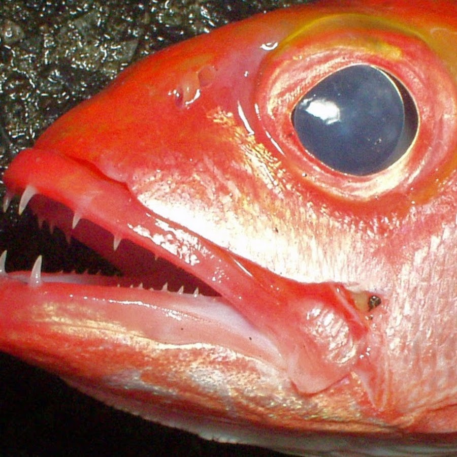 Deep Sea Fishing Episode YouTube