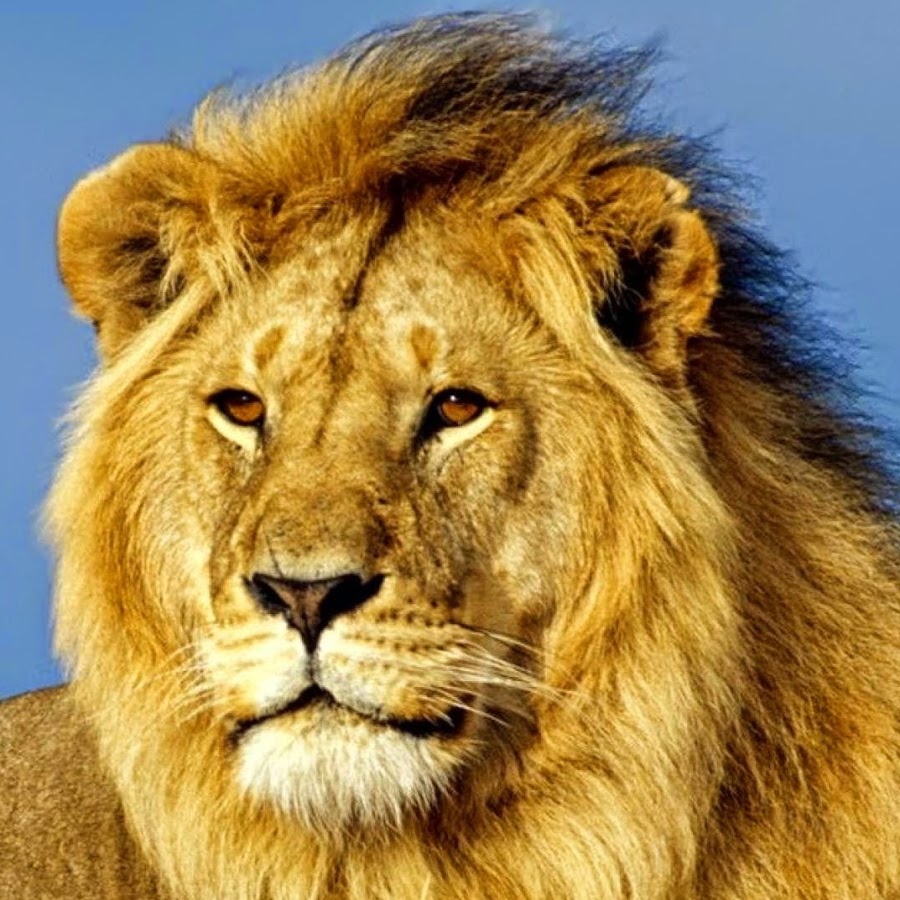 Wild Animals - YouTube