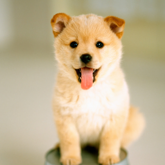 복돌이각설이 TV Net Worth & Earnings (2026)