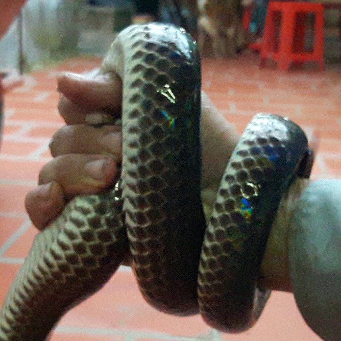 Vạn Nguyễn Net Worth & Earnings (2025)