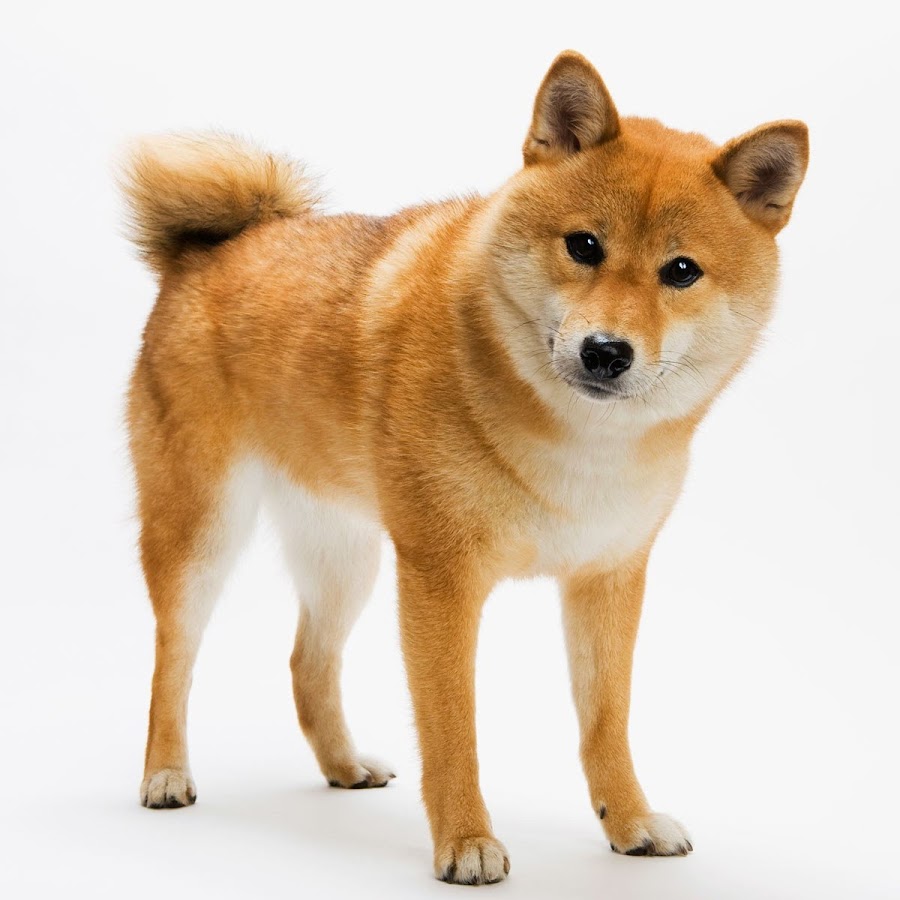 Good Doggo - YouTube