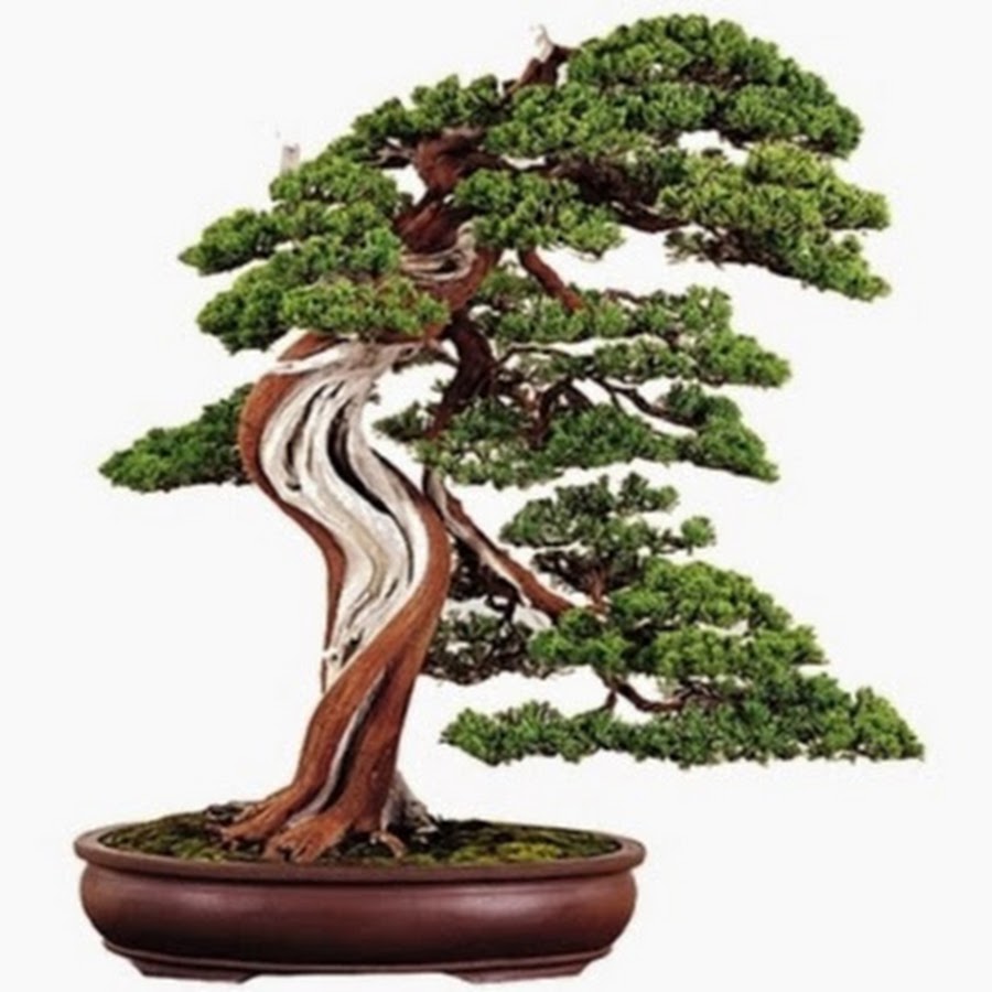 Bonsaischule Wenddorf YouTube