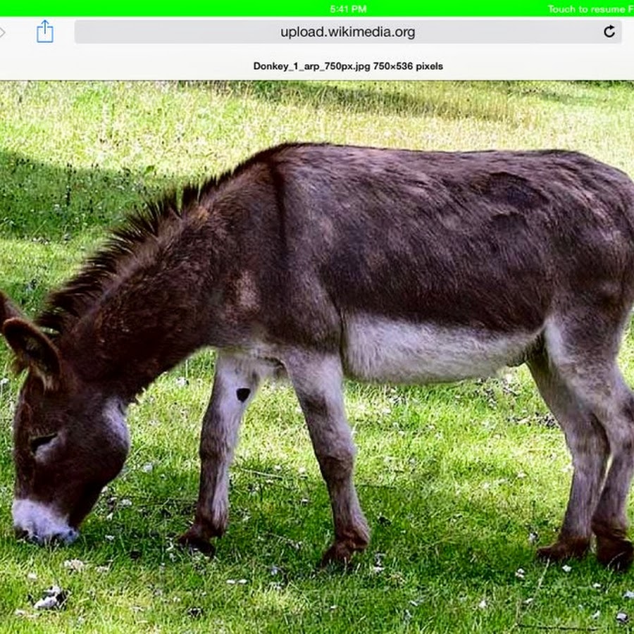 Donkey Power YouTube