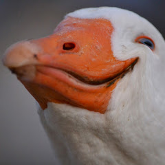 Dolan Darker avatar