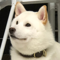 IMOTARO The Shiba Inu
