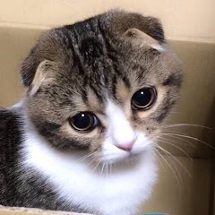 スコスコぽこ太郎&うま次郎〜猫ちゃんねる〜