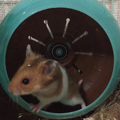 わかかりハムスター