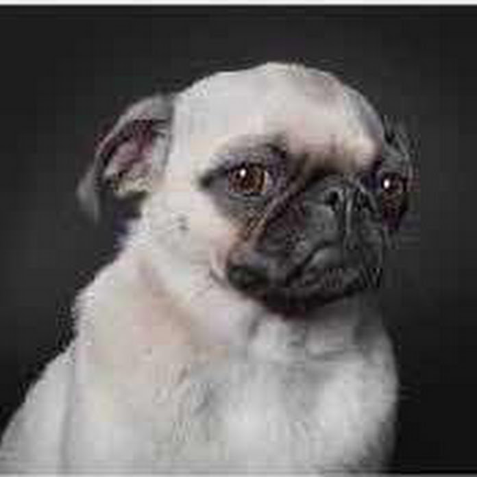 大白话本人 Net Worth & Earnings (2026)