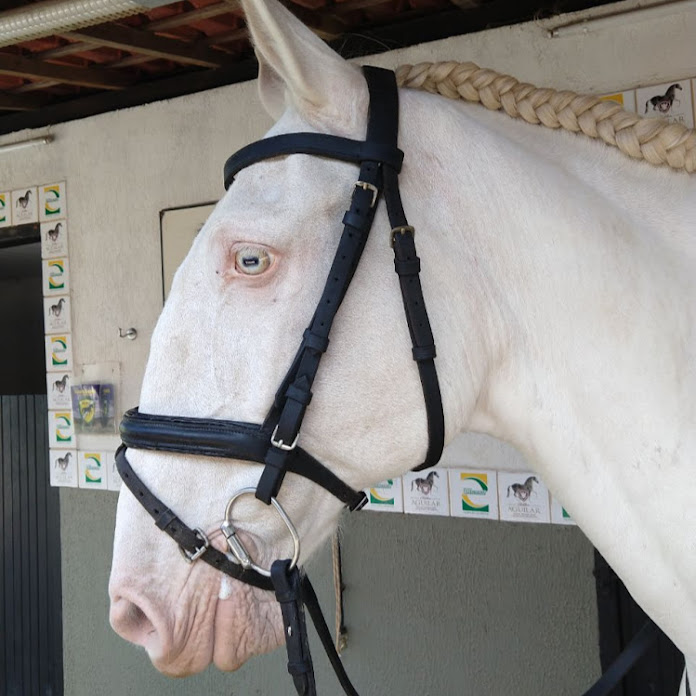 Cavalos Lusitanos Net Worth & Earnings (2026)