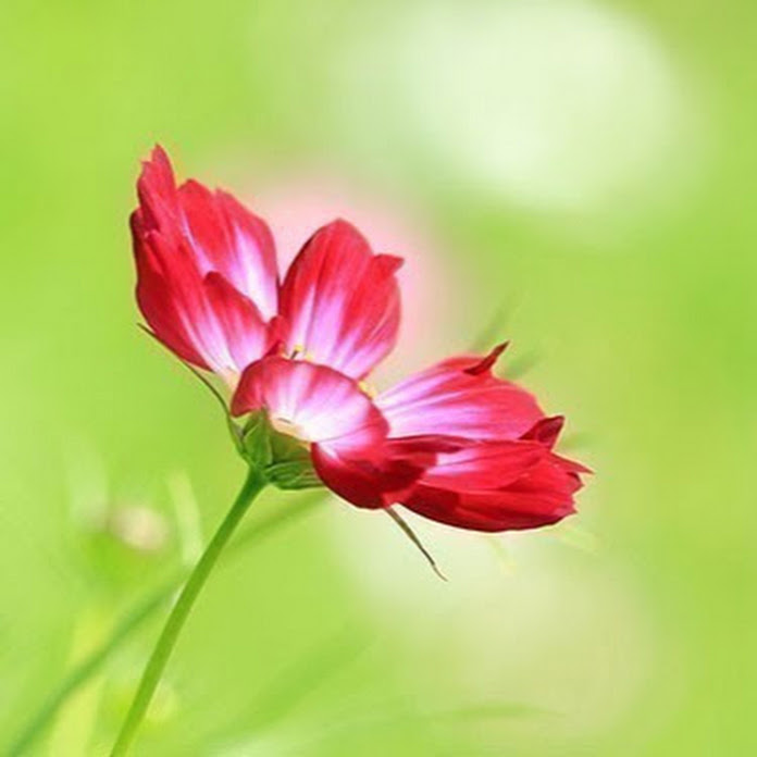 Giáo Điểm Tin Mừng Net Worth & Earnings (2026)