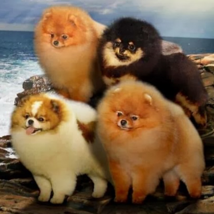 bearface pomeranians