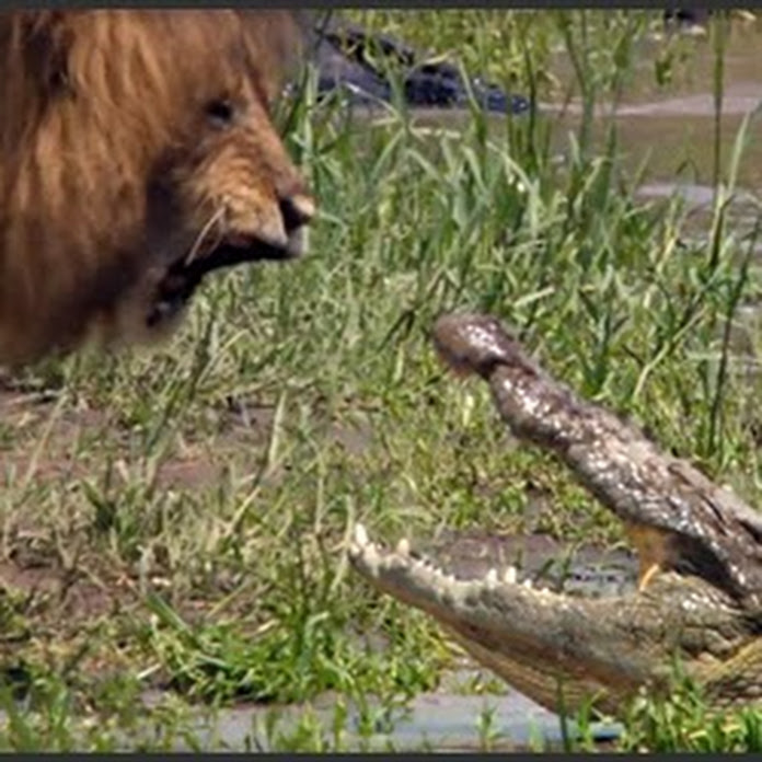 Wildlife Safari TV Net Worth & Earnings (2026)