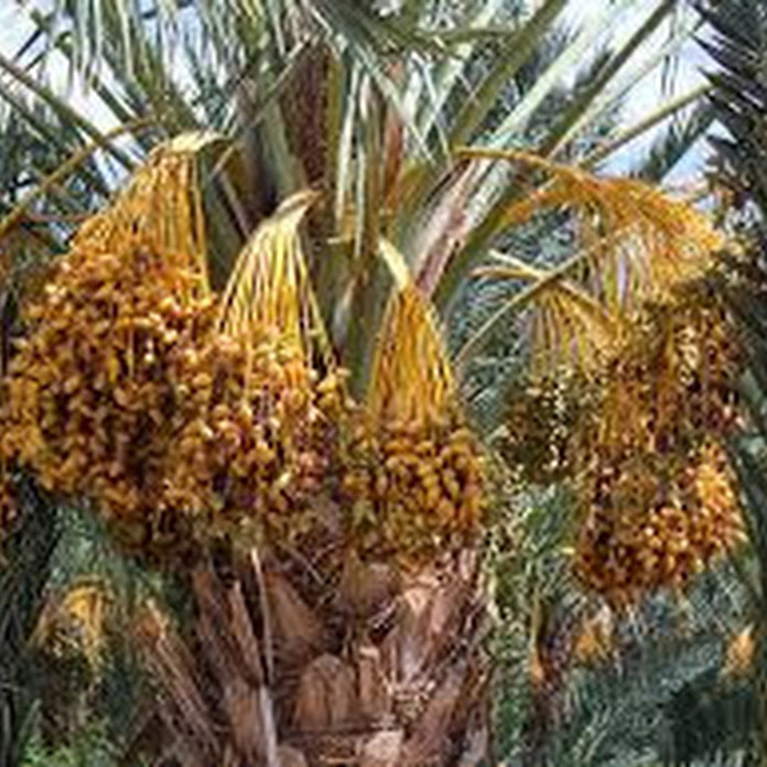 شماريخ فنية Net Worth & Earnings (2026)