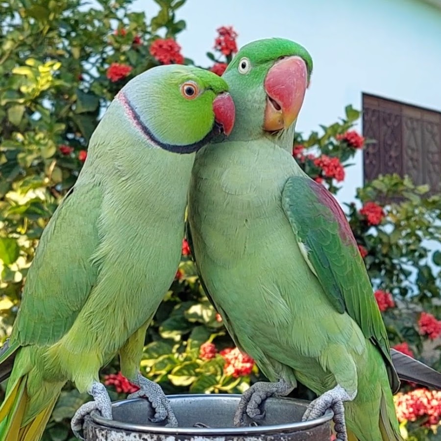 Parrot Paradise YouTube