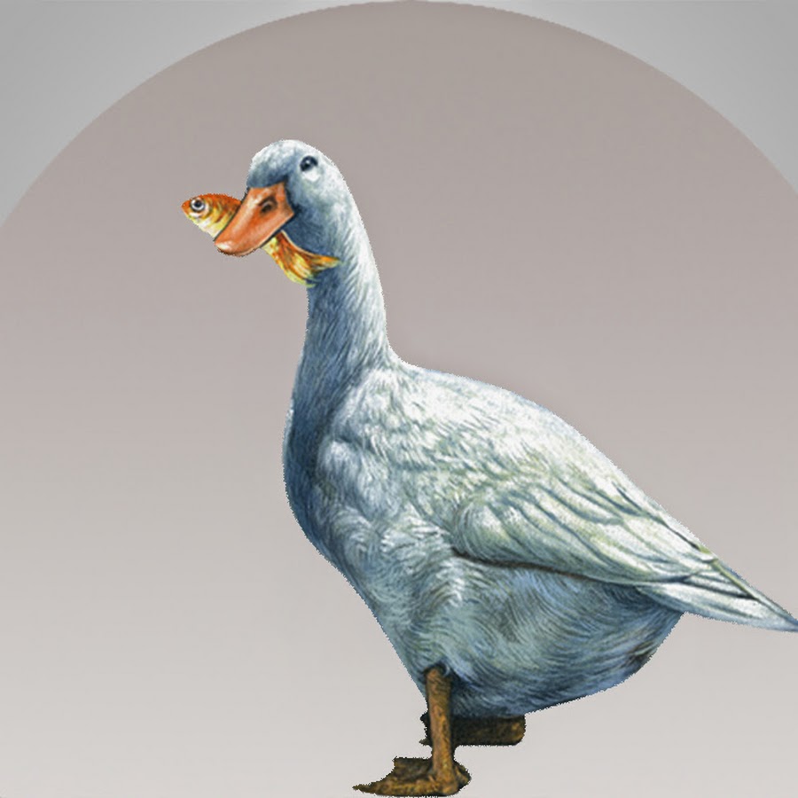 Bombay Duck TV YouTube