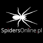 SpidersOnlinePL Net Worth