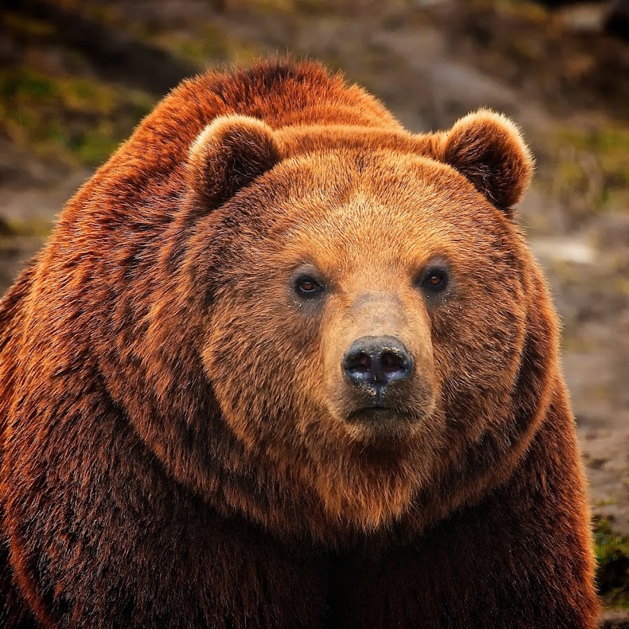 Urso Pardo YouTube