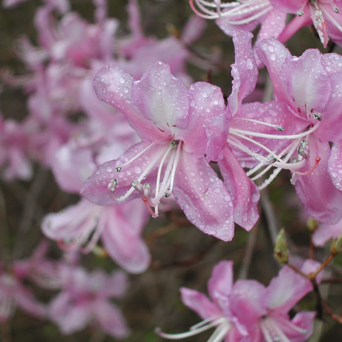 高尾てんぐ Net Worth & Earnings (2026)