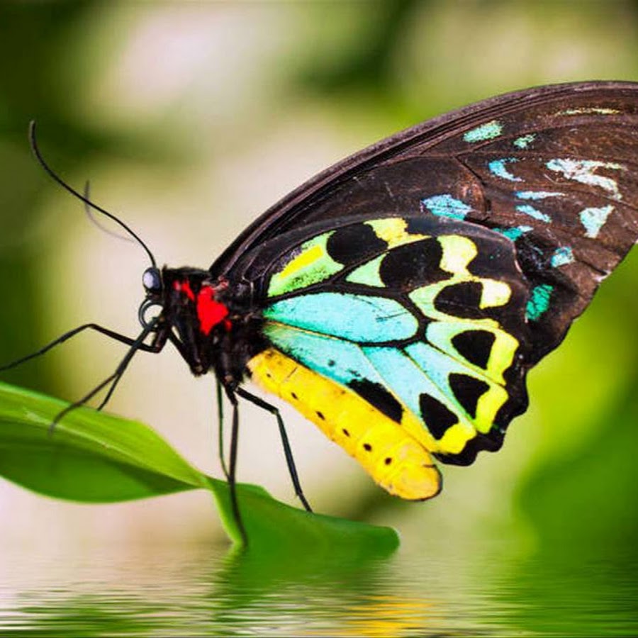 KISAH ASMARA NYATA No1 YouTube