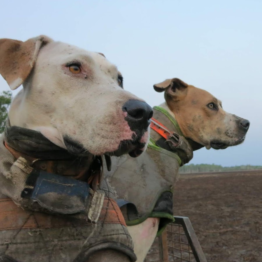 Hogs Dogs Quads YouTube