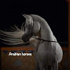 What could Arabian horses خيل عربي اصيل buy with $100 thousand?