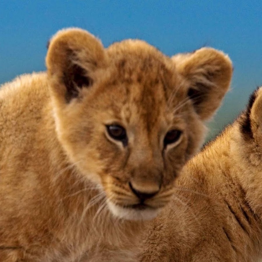 wildlife films YouTube