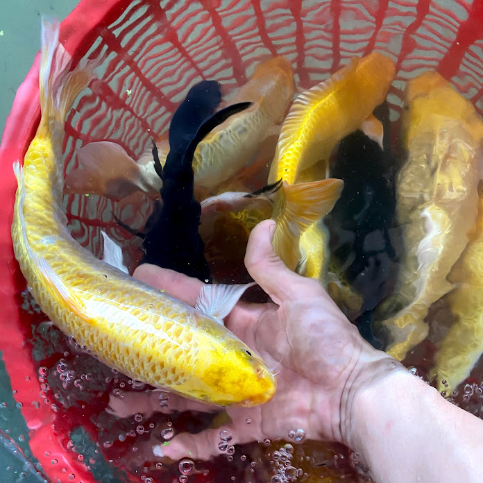 Apophis Net Worth & Earnings (2026)