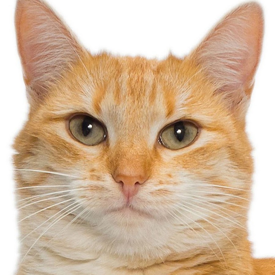 flamingos cat YouTube