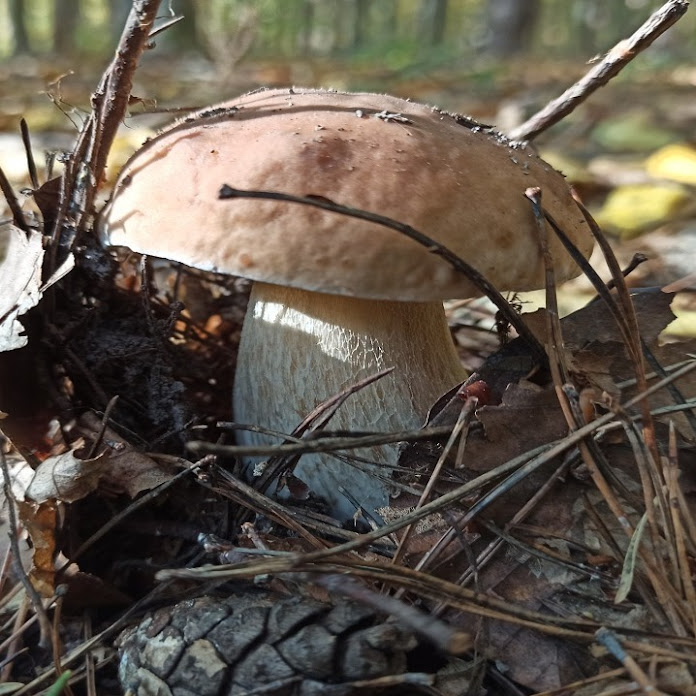 Українська музика. Сучасні хіти Net Worth & Earnings (2026)