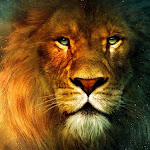 King Lion Net Worth