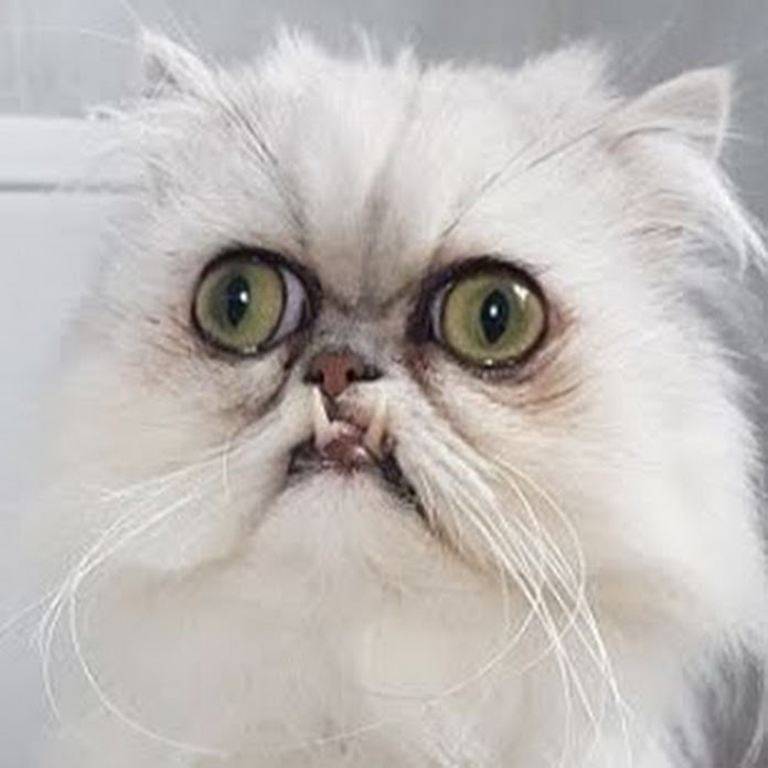 ДАНИЛКИН КАНАЛ Net Worth & Earnings (2026)