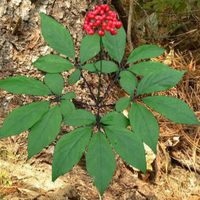 Come Back Net Worth & Earnings (2026)