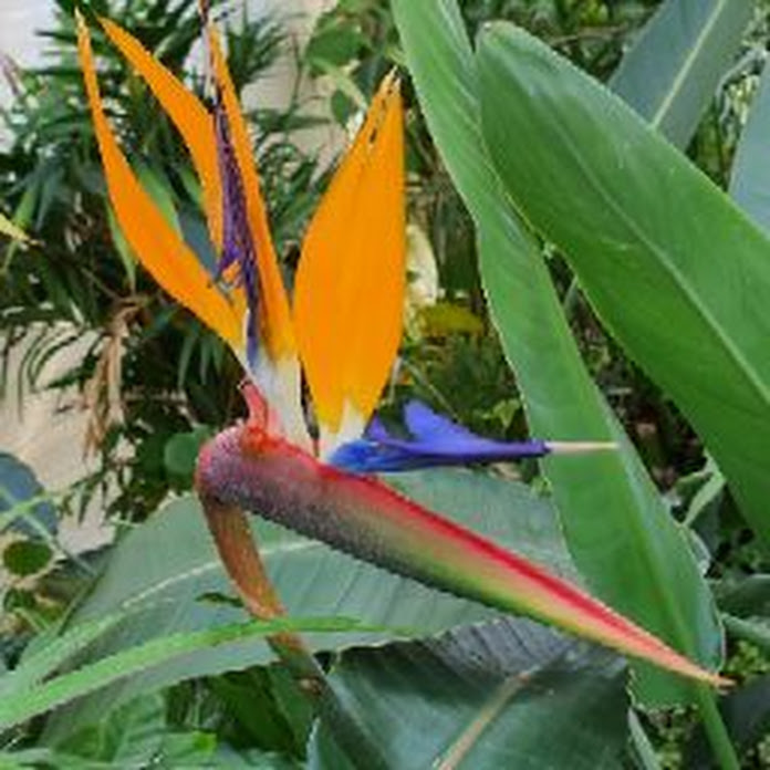 queensoo Net Worth & Earnings (2026)