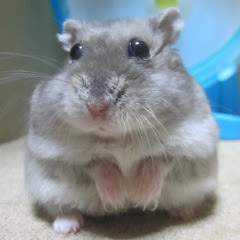 とどちょ