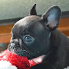 What could Frenchbulldog Coco buy with $100 thousand?