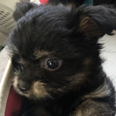 CH たぬきん