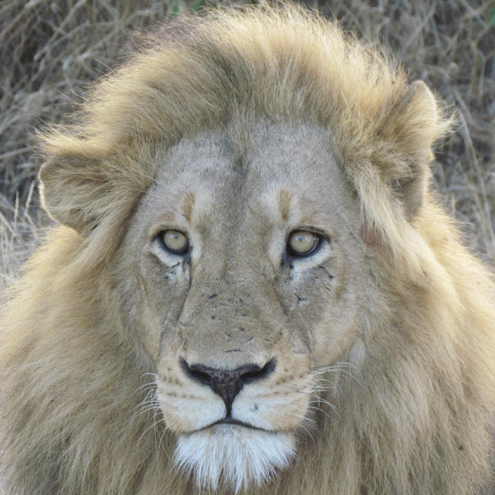 Kruger National Park Net Worth & Earnings (2026)