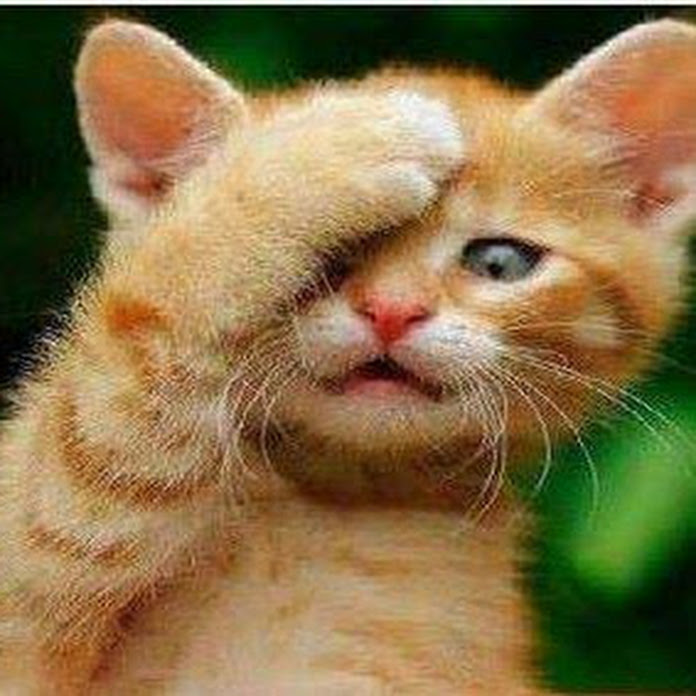 amperak Net Worth & Earnings (2026)