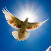 Daniel T Peace