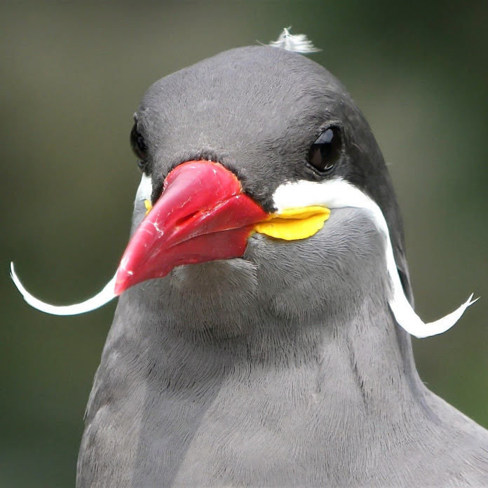 動物園フレンズちゃんねる Zoo Friends Channel Net Worth & Earnings (2026)