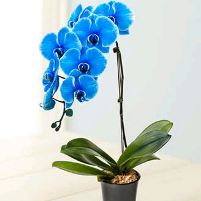 SEVGİ ÇİÇEĞİ Net Worth & Earnings (2026)