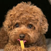 What could 꼬불하개파마Curly Perma buy with $100 thousand?