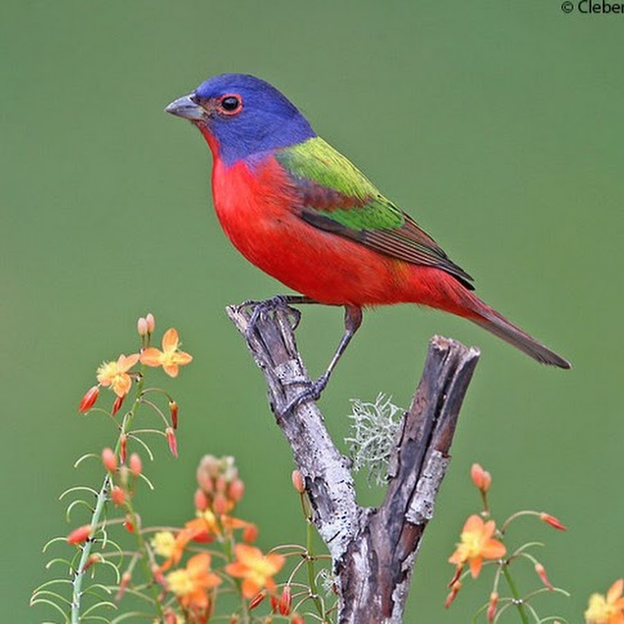 Bagh bondi khela full movie - YouTube