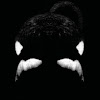 What could Blackfish buy with $477.36 thousand?