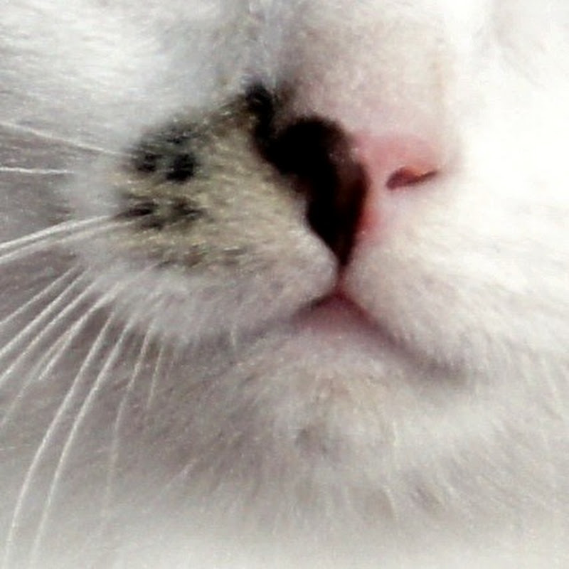 Cute Baby Kitten Meows Because Mama Cat Is Not There Funnycattv