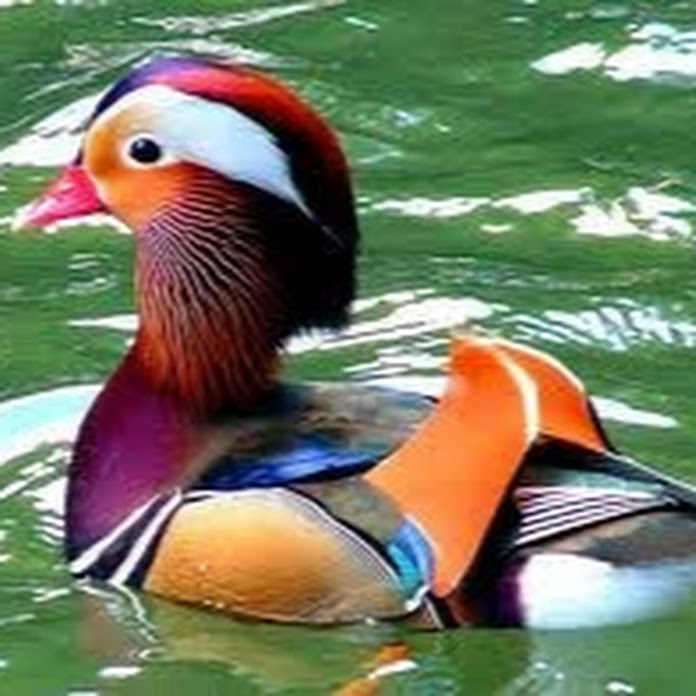 Mesagerul Cinzecimii Net Worth & Earnings (2026)