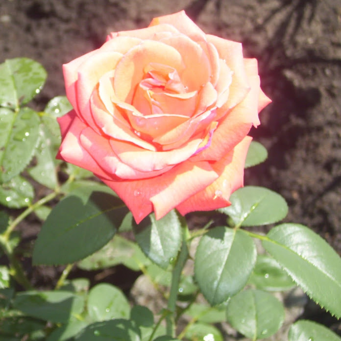 Natali 75.ИНТЕРЕСЫ НАШЕЙ СЕМЬИ Net Worth & Earnings (2025)