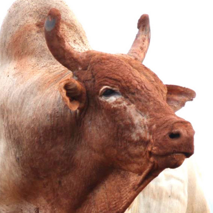 MUNDO COUNTRY Net Worth & Earnings (2026)