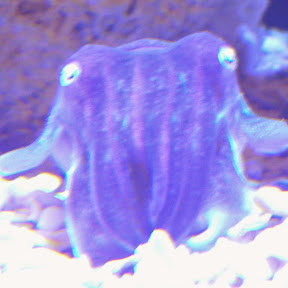 Kakapon Supopon YouTube