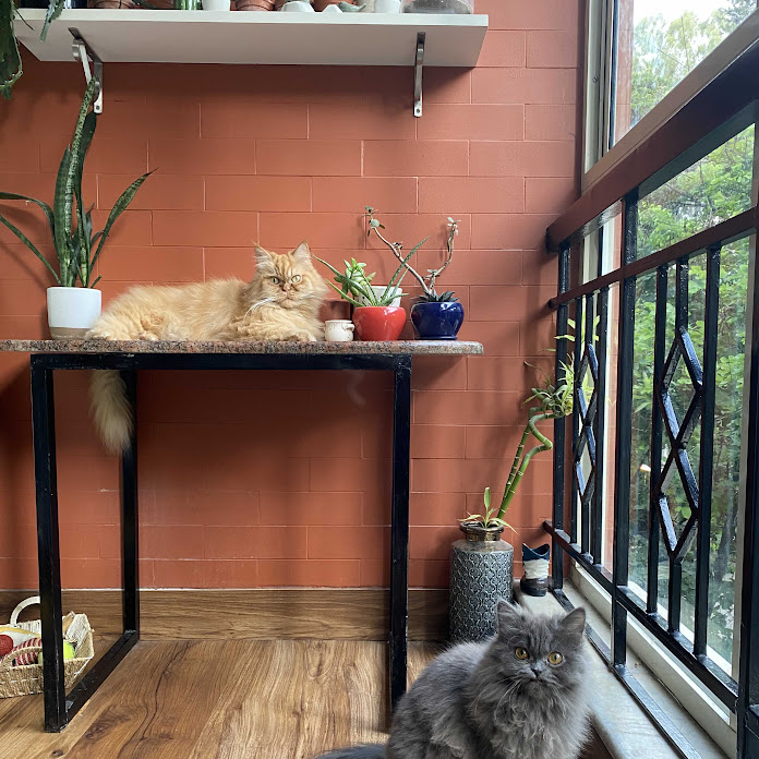 Danish Sait Net Worth & Earnings (2026)